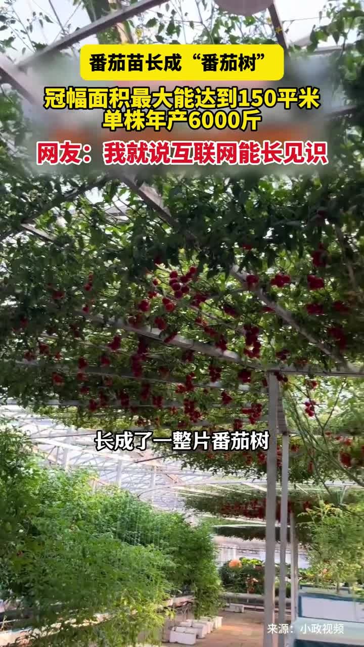 4月21日(发布)山东寿光,番茄苗长成“番茄树”,冠幅面积最大能达到150平米,单株年产6