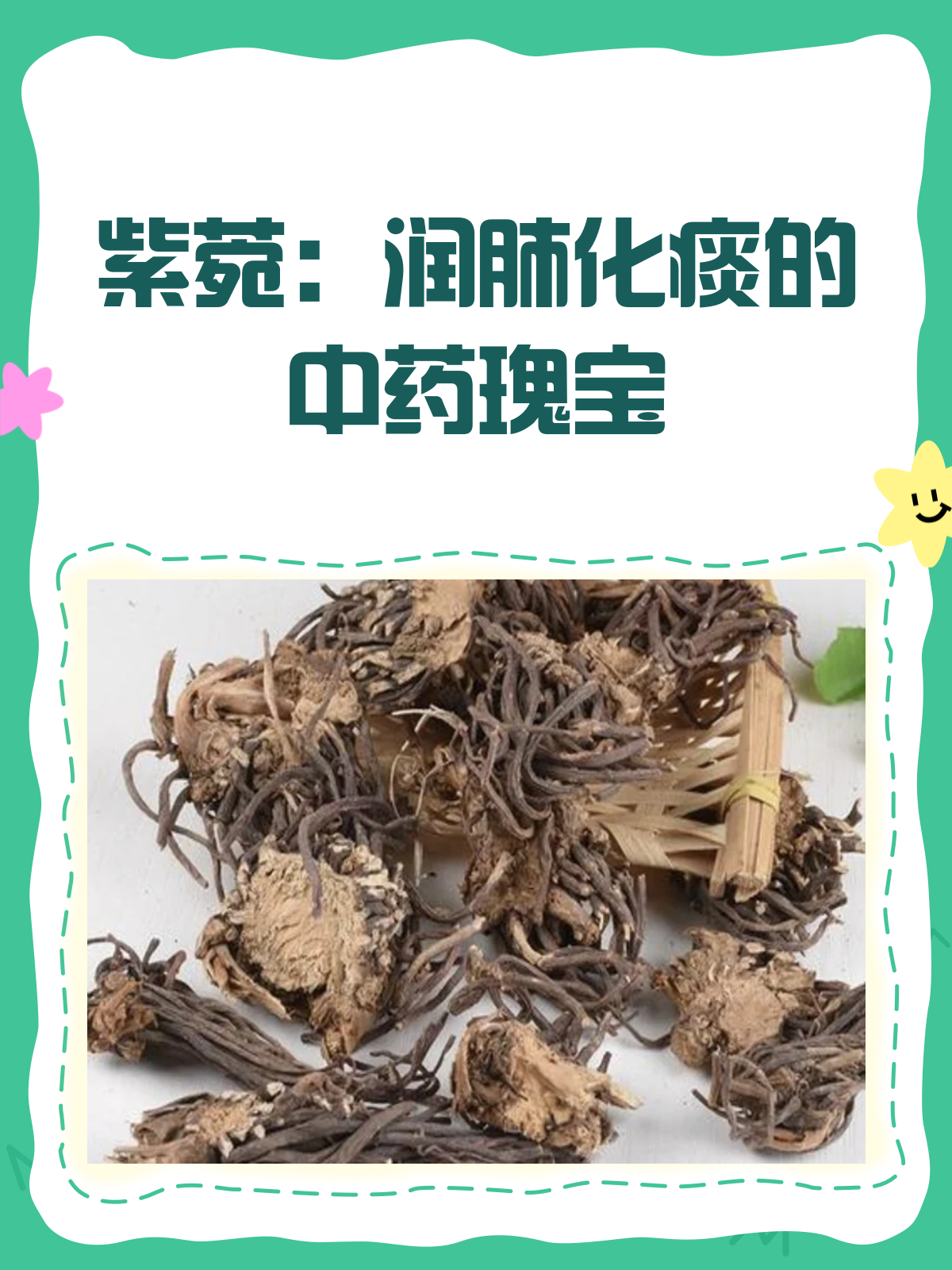 紫菀:润肺止咳的中药瑰宝