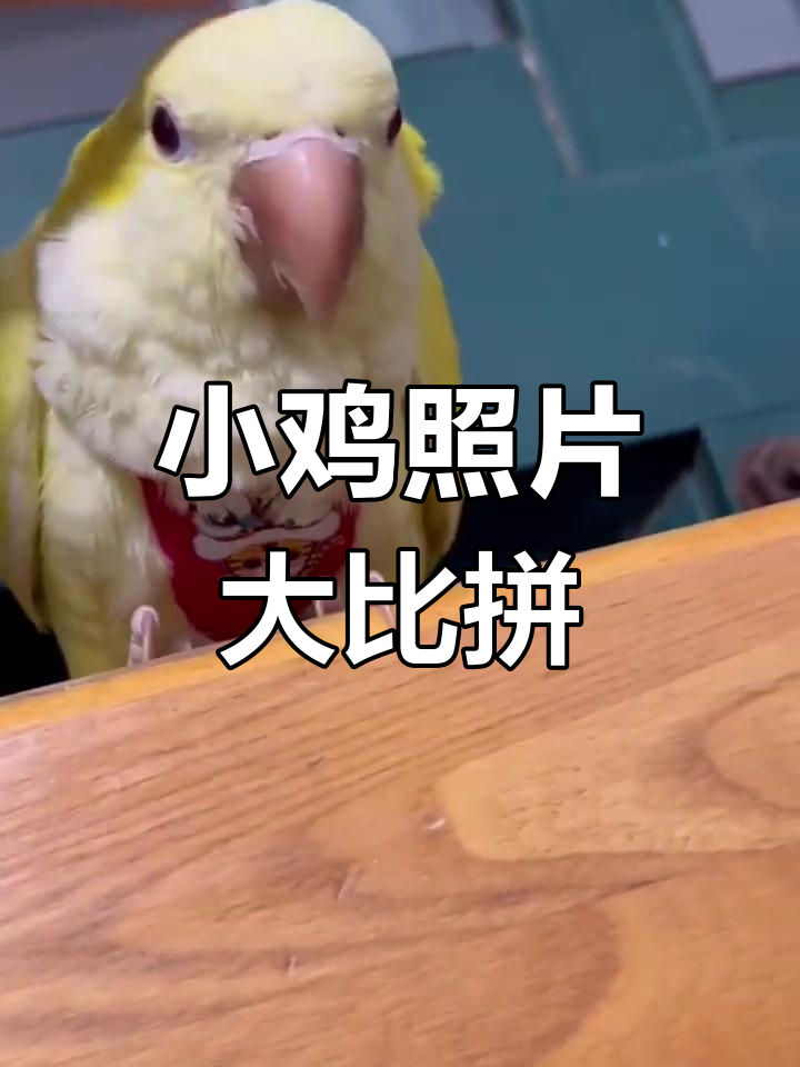 晒出你家小鸡,看看谁家的最萌!