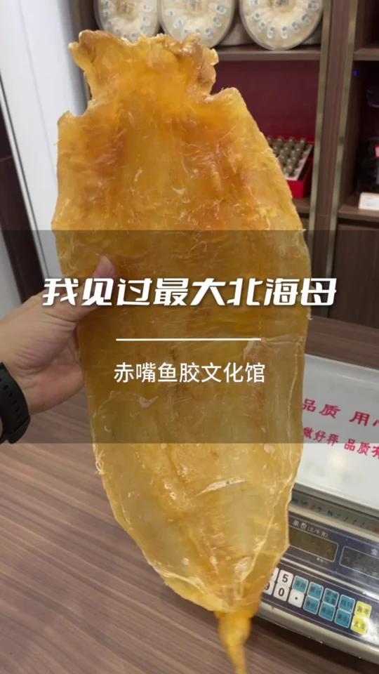 一斤2两的北海母胶