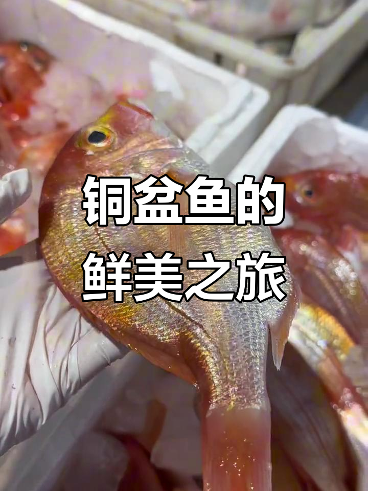 铜盆鱼鲜美无刺,清蒸后肉质嫩滑,营养丰富适合全家共享