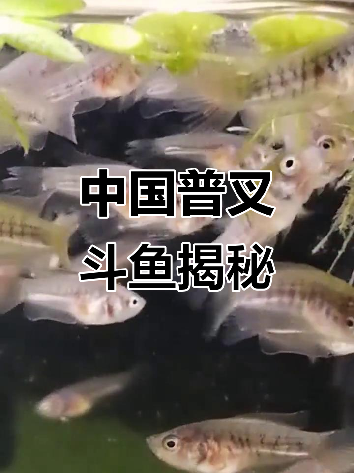 探秘中国普叉斗鱼:独特魅力与养殖技巧