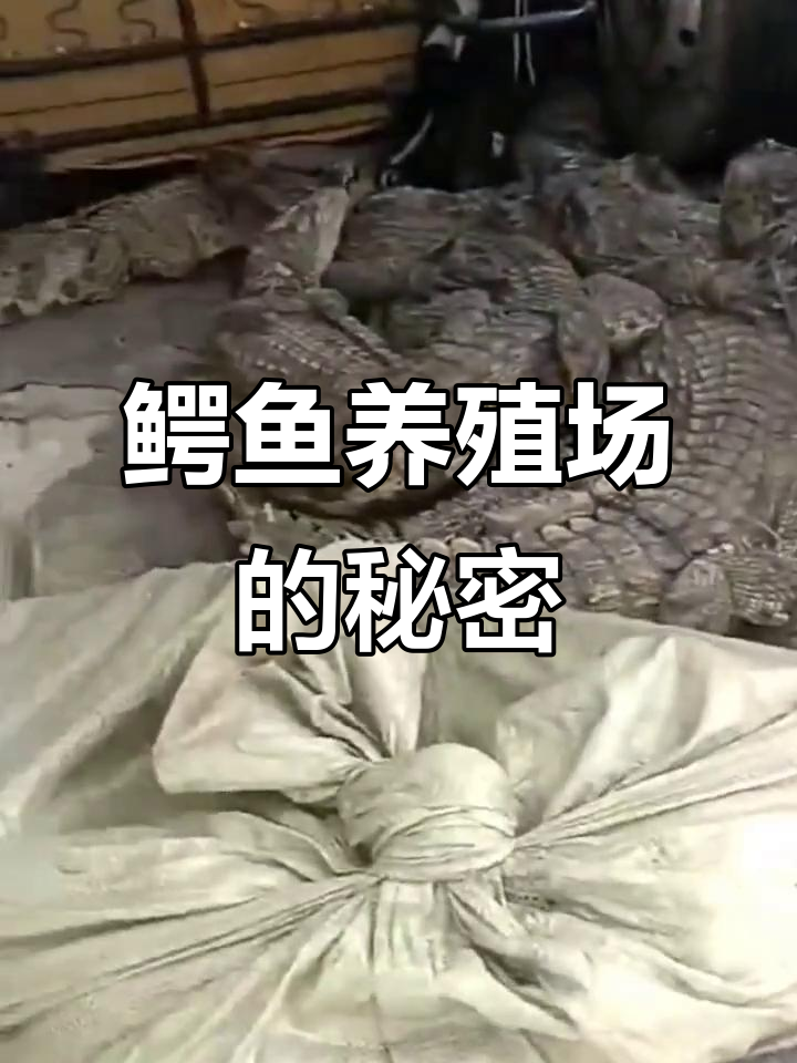 鳄鱼养殖场揭秘:随意宰杀与销售全过程