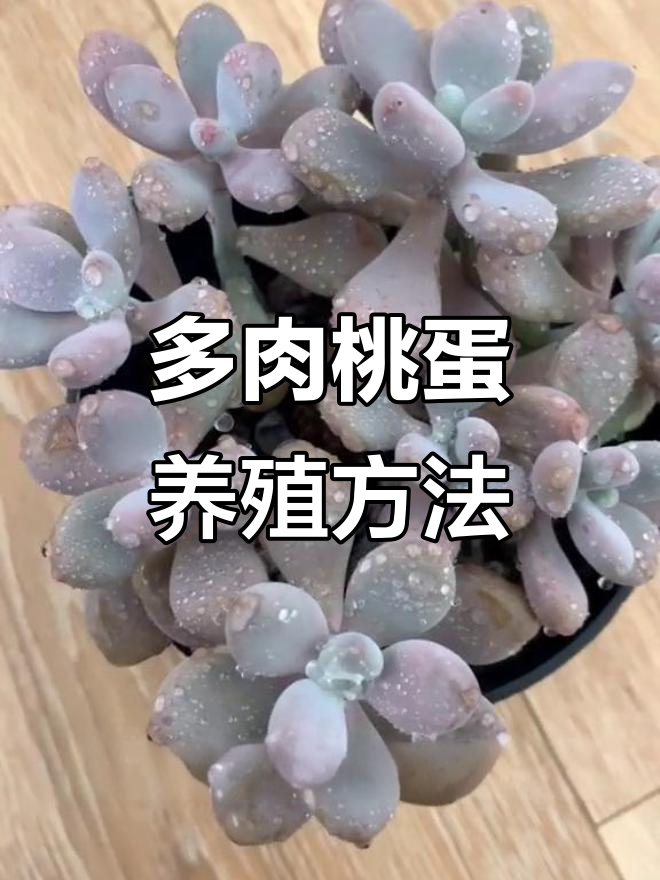 养殖桃蛋的技巧与注意事项,轻松掌握多肉养护