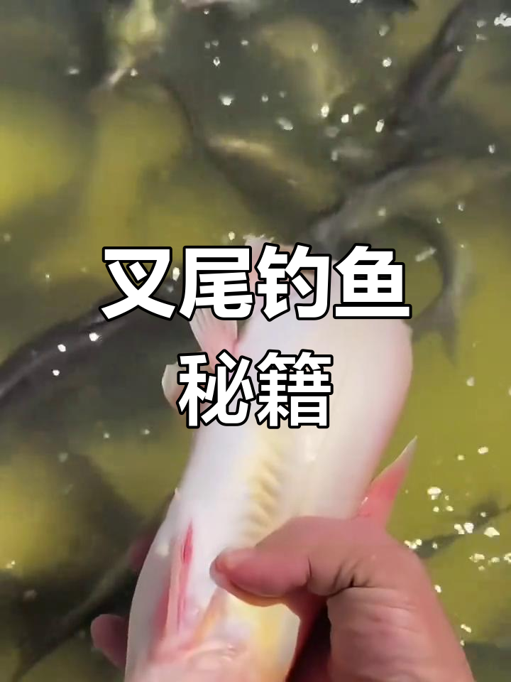 钓叉尾鱼,饵料选择与技巧全解析!