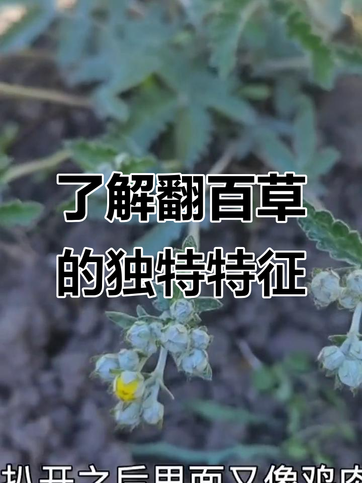翻白草:鸡爪身与白色叶子的秘密
