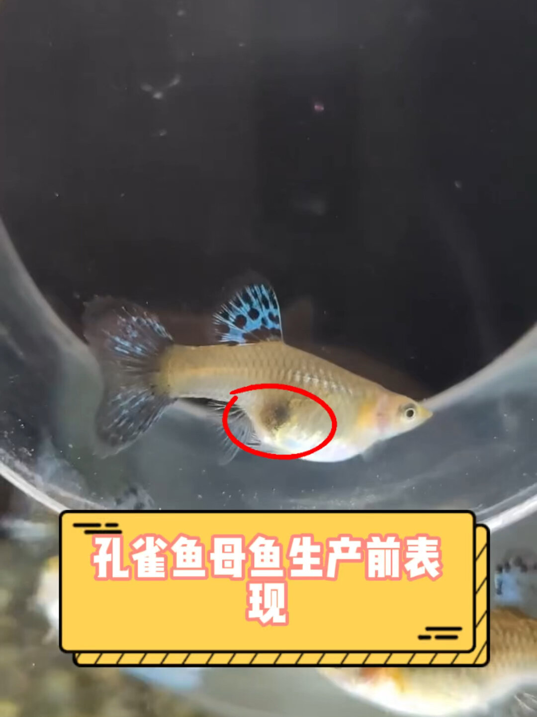 孔雀鱼母鱼生产前表现