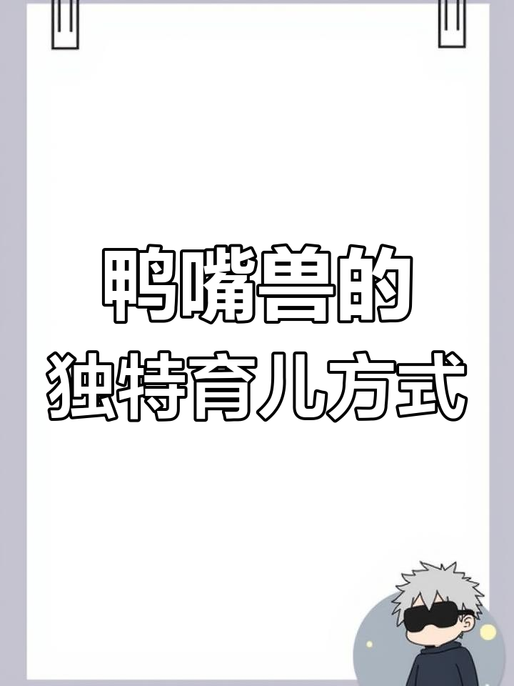 鸭嘴兽:带毒针的卵生哺乳动物,竟然这样喂养宝宝