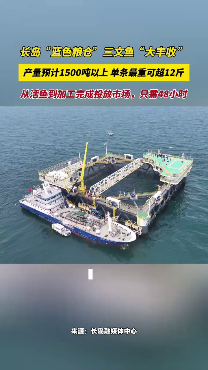 长岛“蓝色粮仓”三文鱼“大丰收”,产量预计1500吨以上,单条最重可超12斤,从活鱼到加工