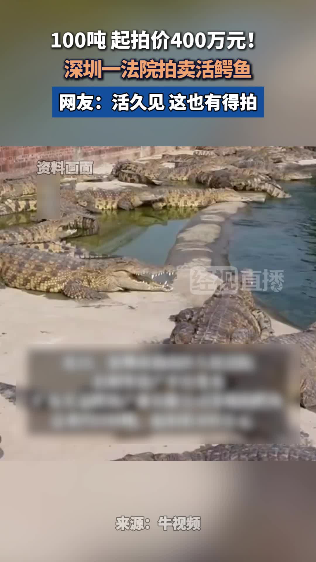 深圳一法院拍卖活鳄鱼 近日,深圳市南山区人民法院在阿里资产平台变卖广东宏益鳄鱼产业有限公司