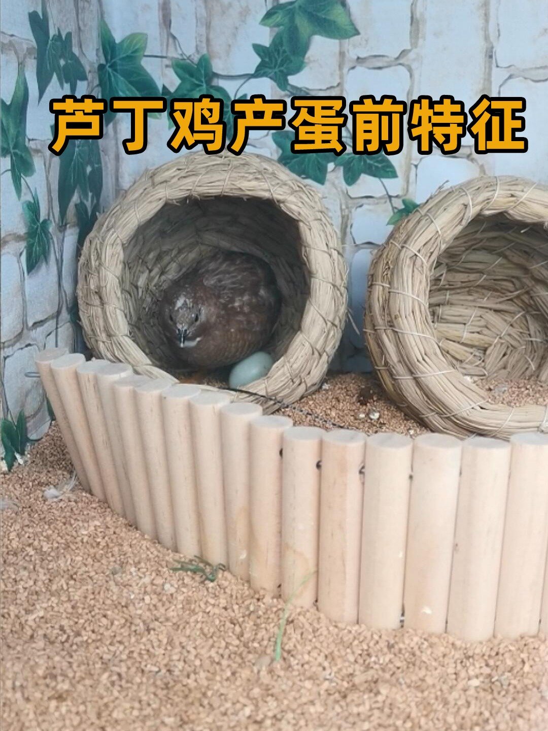 芦丁鸡下蛋过程