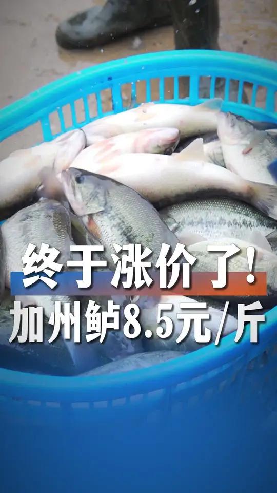 加州鲈鱼终于涨价了!塘头价8.5元/斤!#加州鲈#加州鲈鱼