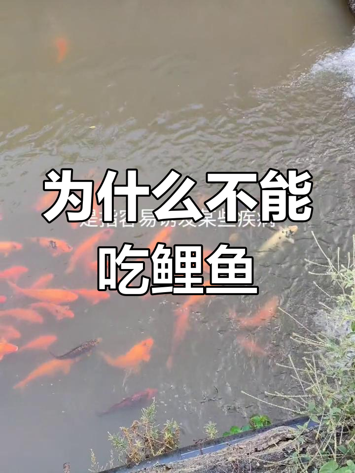 鲤鱼为何被视为吉祥物?