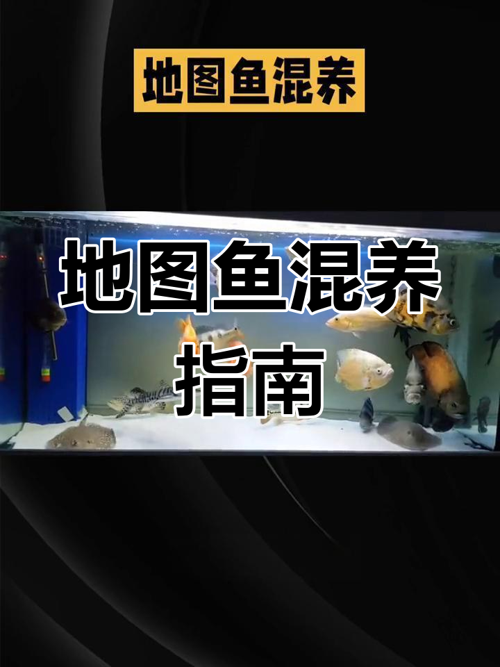 地图鱼混养技巧:如何搭配不同种类的鱼类