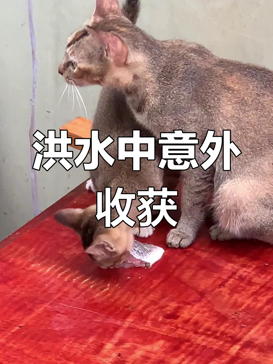 洪水虽阻钓鱼,但随手一捞竟满载而归,小猫吃鱼超可爱!