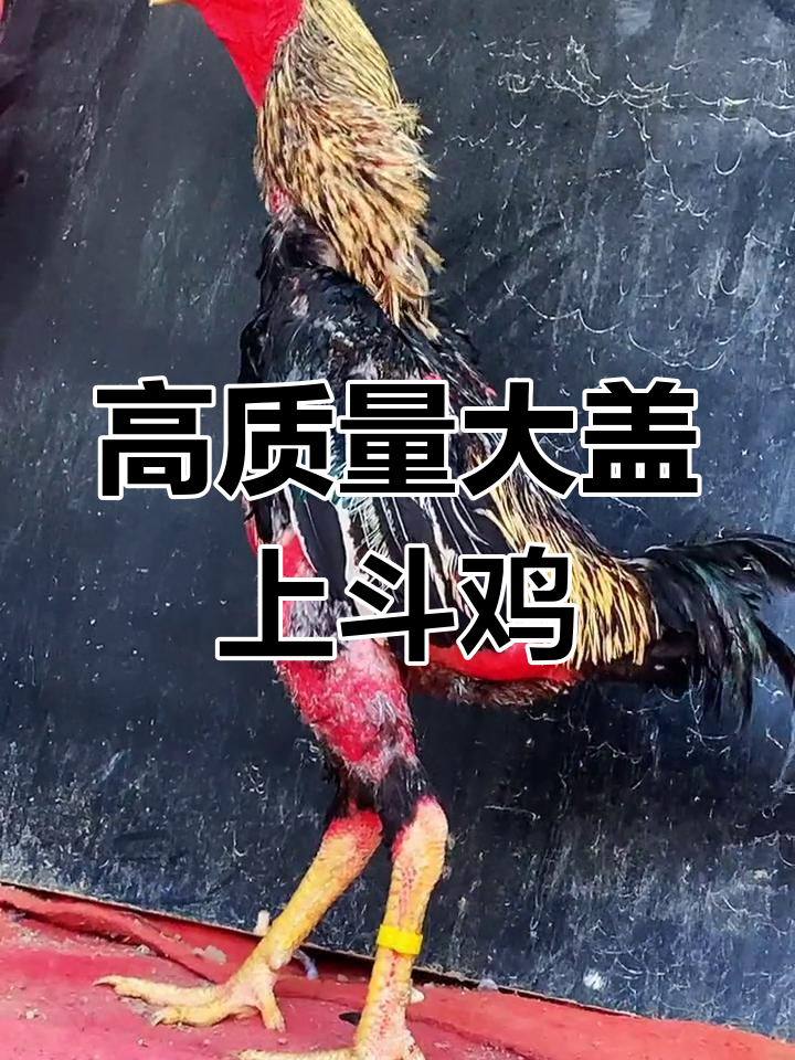 7.5斤大号盖沙斗鸡，皮肤爆红硬货一条