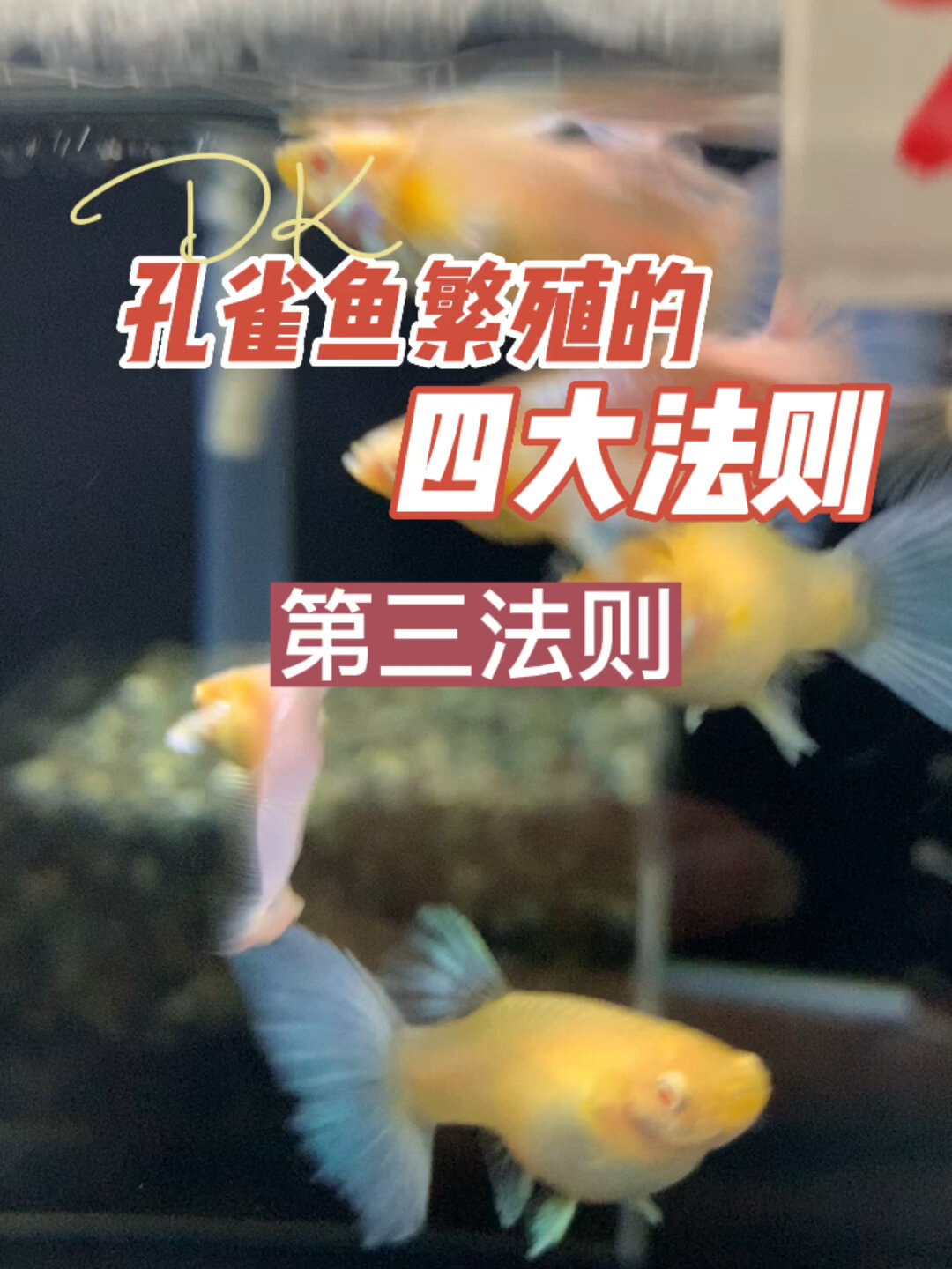 孔雀鱼繁殖需要注意的事项