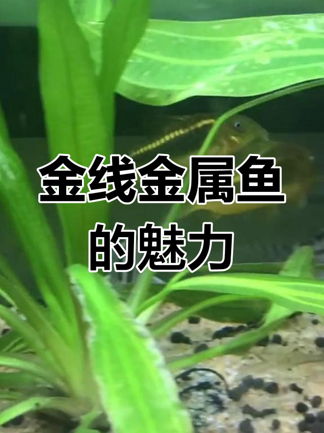 亚马逊河小金条,美丽热带观赏鱼