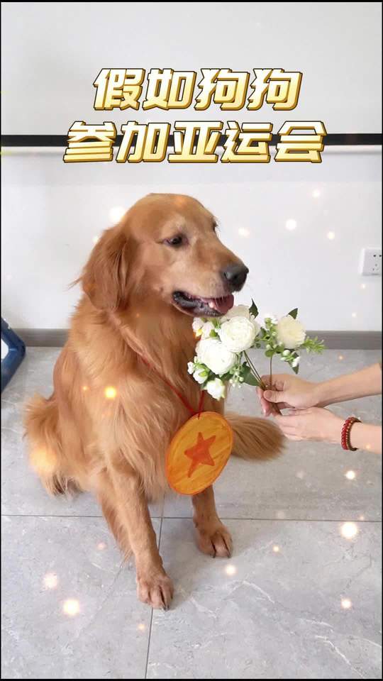咖喱选手的运动会宣言：输赢皆自信小狗