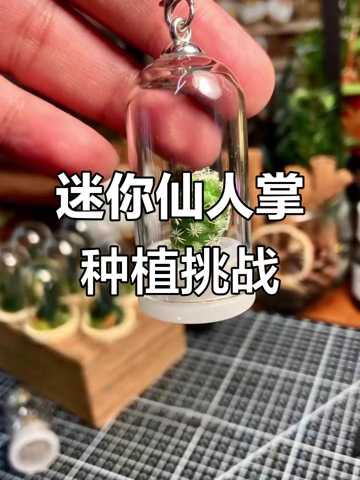 仙人掌也能种在钥匙扣里,超萌微景观DIY