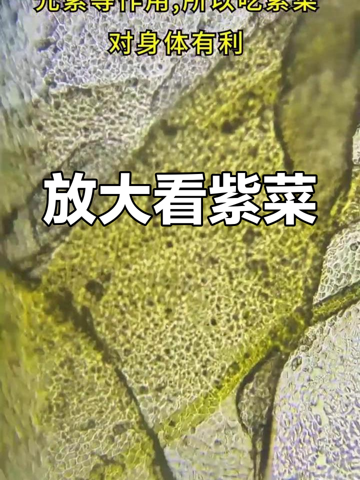 显微镜下的紫菜微观世界