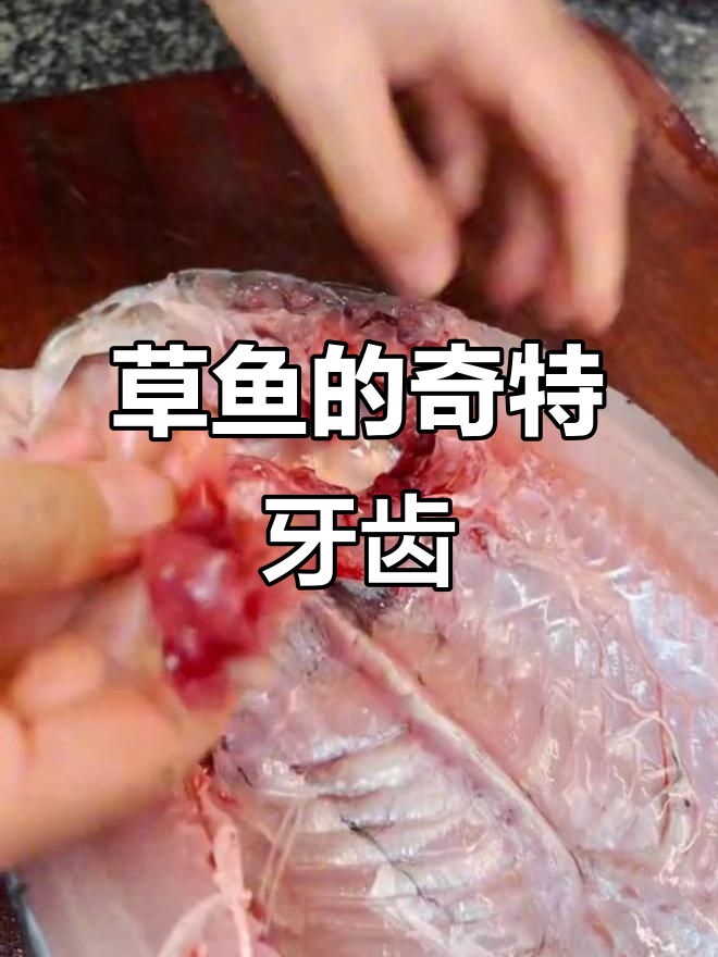 草鱼牙齿竟然长在腮部,看看这特殊的“鹰猴齿”