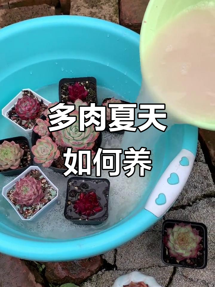 夏季多肉植物养护全攻略,轻松掌握正确方法