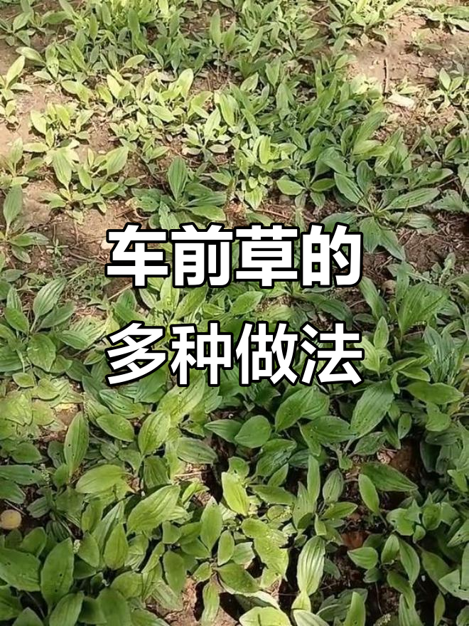 车前草:农村常见却少有人知的野菜,吃法多样