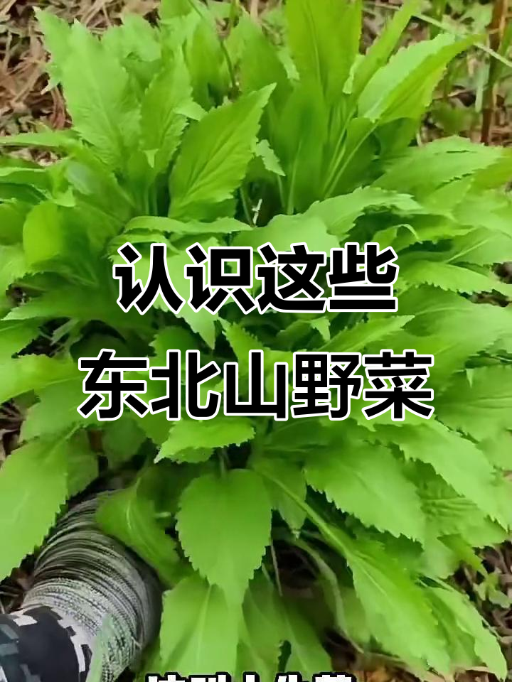 东北山野菜大揭秘,你吃过几种?