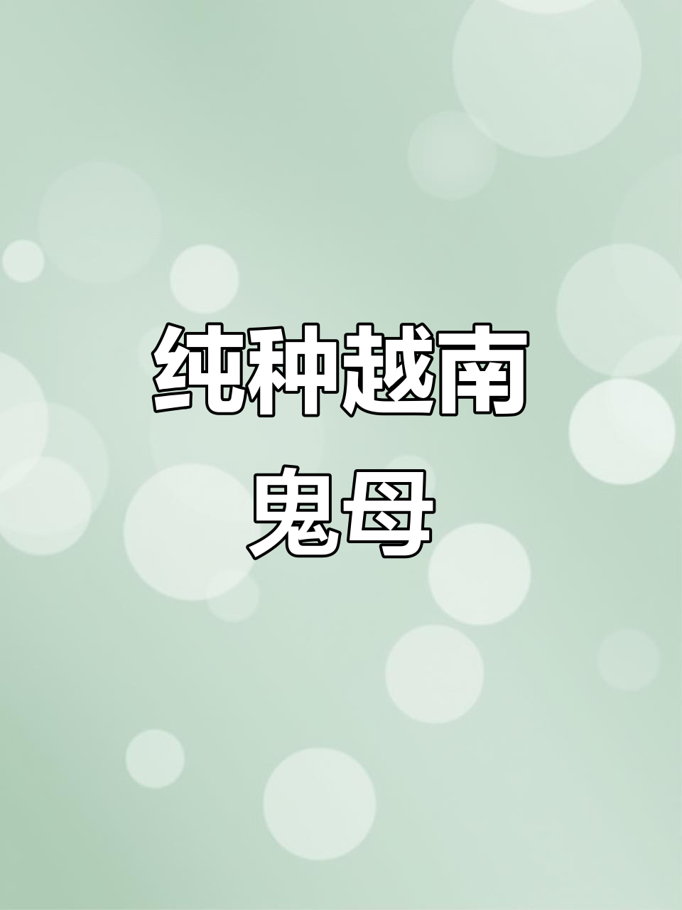越南斗鸡鬼母，虎毛魅力十足