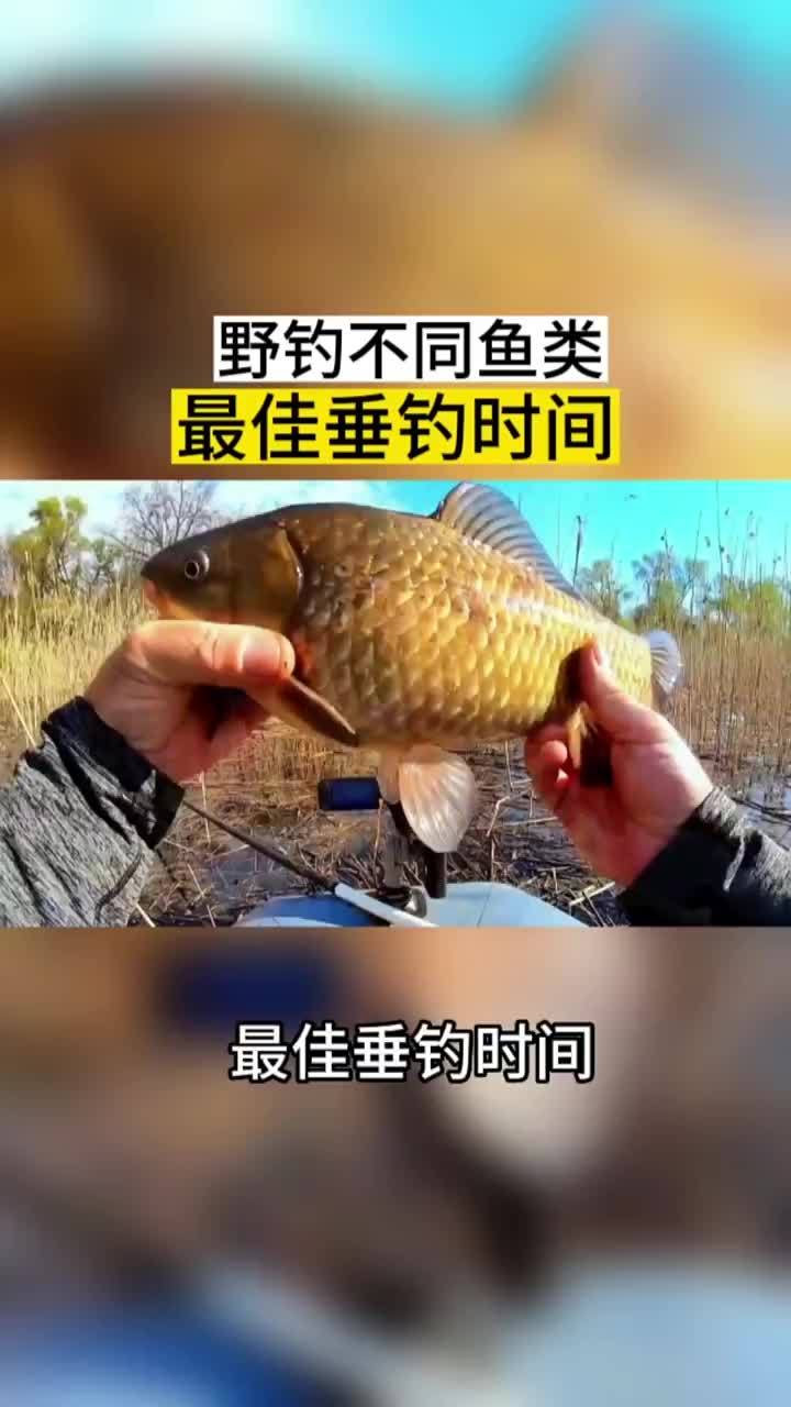 野钓不同鱼类的最佳垂钓时间!野钓 野钓技巧 原来钓鱼才是抖音运动顶流 平东仔活饵 钓鱼狂开