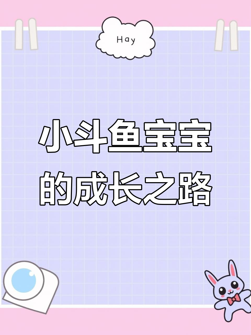 鱼缸里的小斗鱼宝宝，意外出生却能带来希望