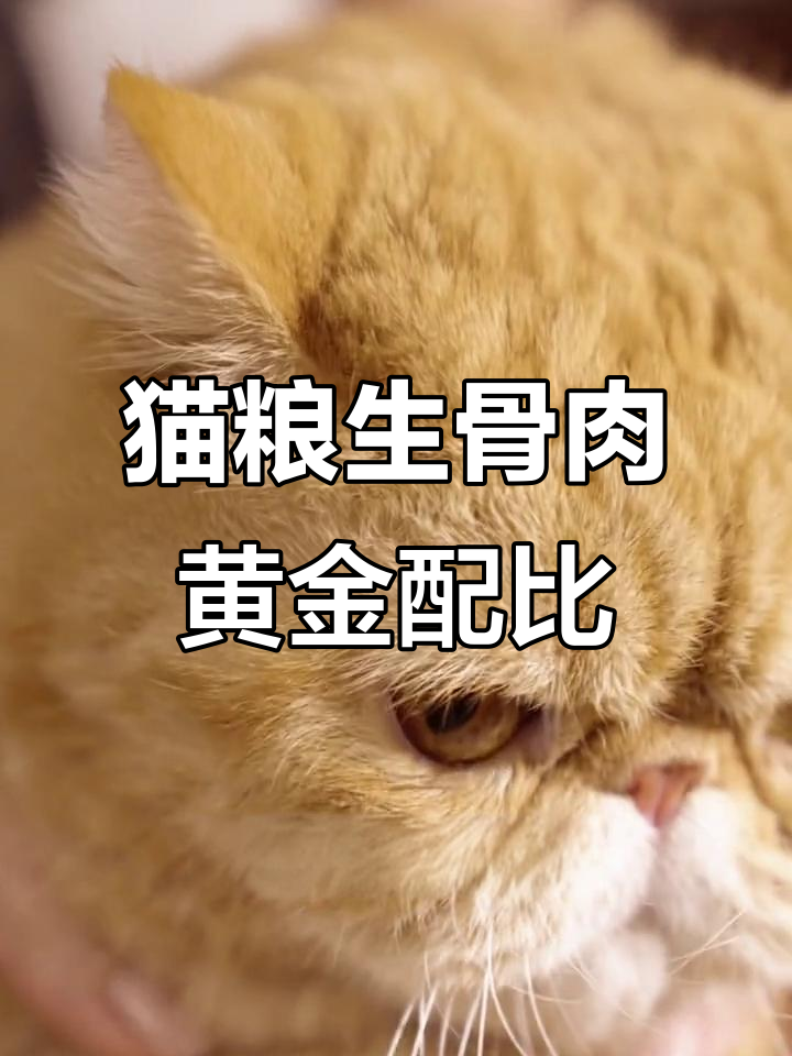 生骨肉喂养,猫咪更健康!黄金比例营养搭配
