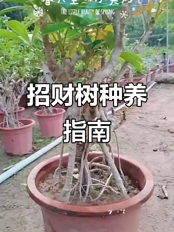 鸭脚木:招财树与室内绿植的完美结合