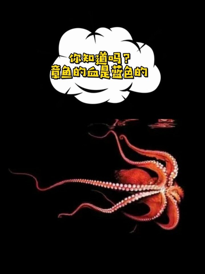 章鱼的血为什么是蓝色的呢
