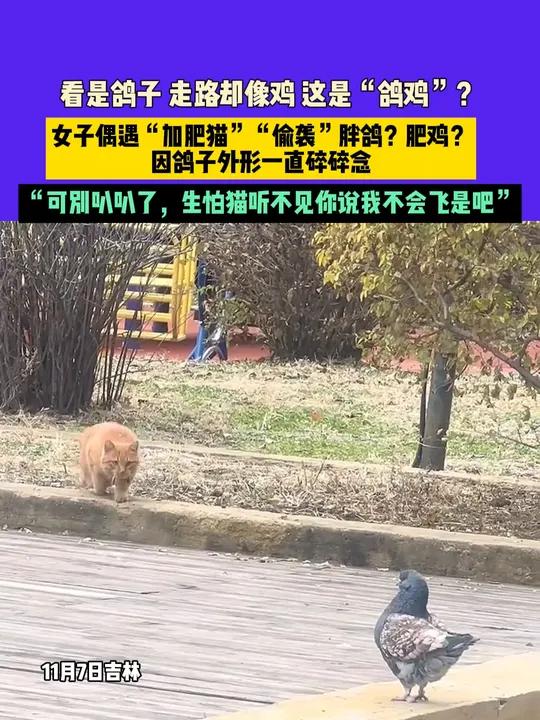 11月7日吉林(发布):看是鸽子 走路却像鸡 这是“鸽鸡”?女子偶遇“加肥猫”“偷袭”胖鸽