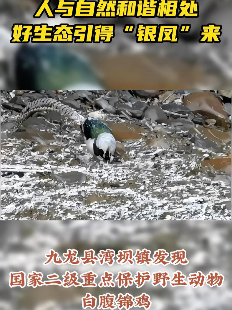 人与自然和谐相处,好生态引得“银凤”来——九龙县湾坝镇发现国家二级重点保护野生动物白腹锦鸡