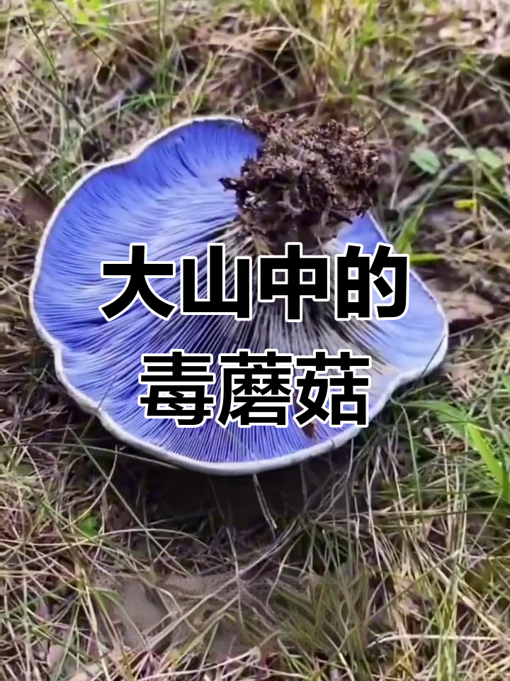 东北大山里的蘑菇大揭秘,哪些能吃?哪些有毒?