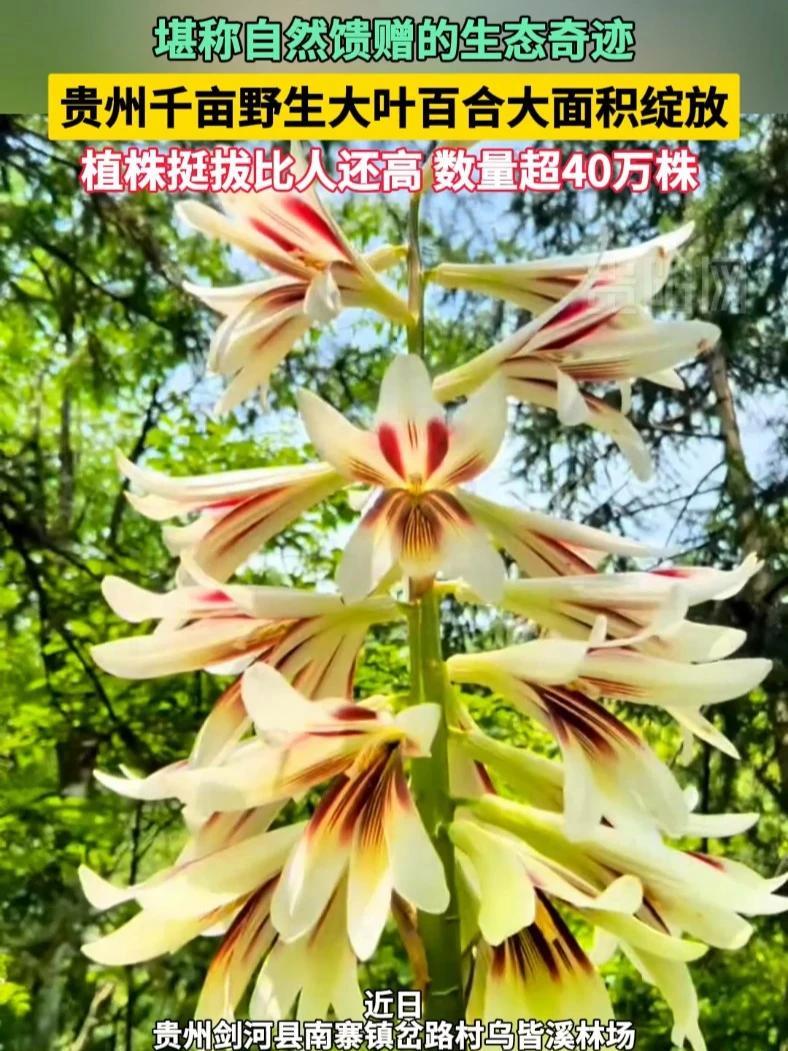 贵州这里千亩野生大叶百合大面积绽放!植株挺拔比人还高,数量超40万株!野百合 神奇的大自然