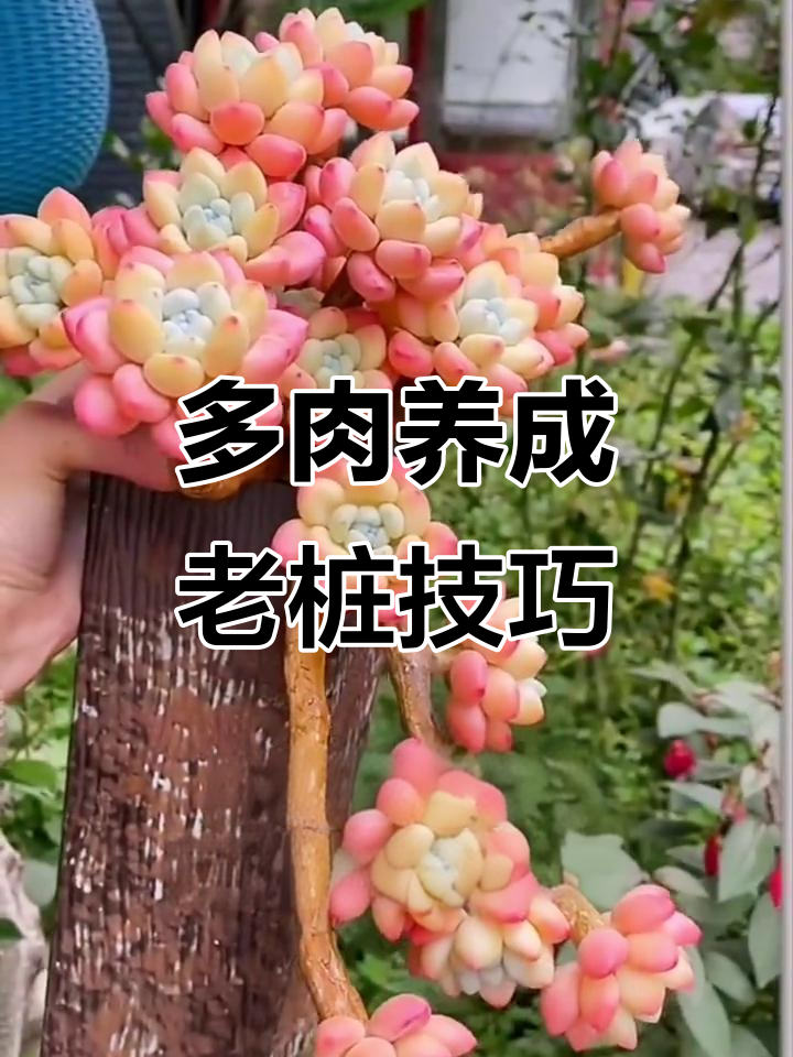 养好多肉，掌握三大要点轻松打造老桩