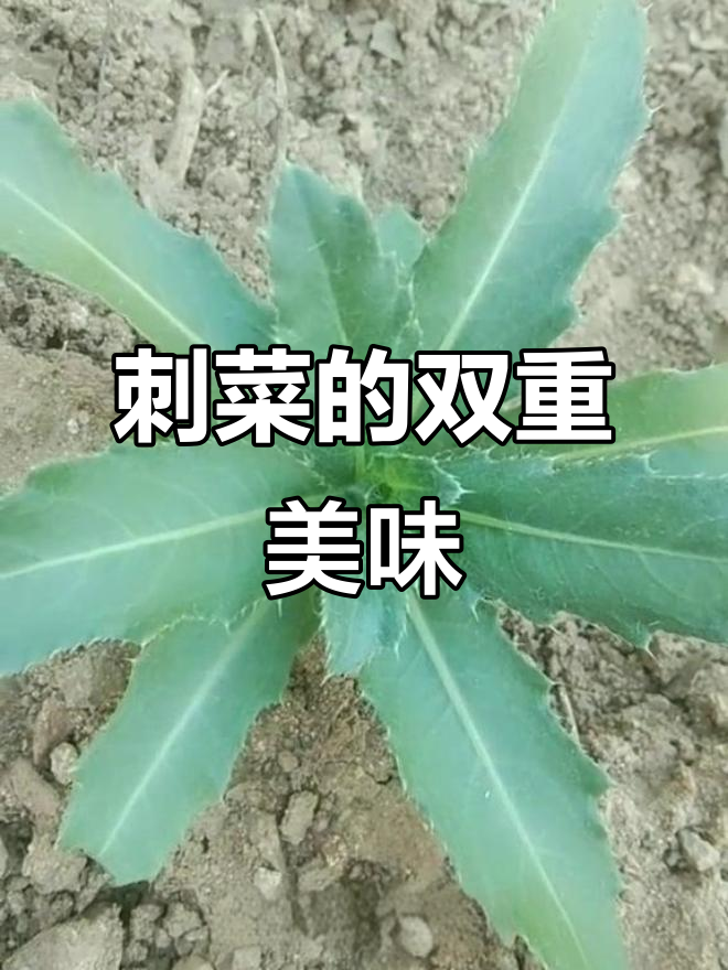刺菜嫩时做馅,老后泡水,口感独特,营养丰富