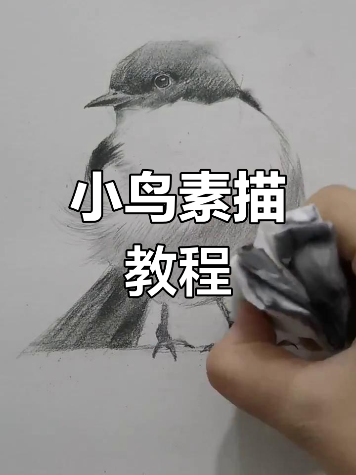 简单步骤教你画可爱小鸟,轻松掌握素描技巧