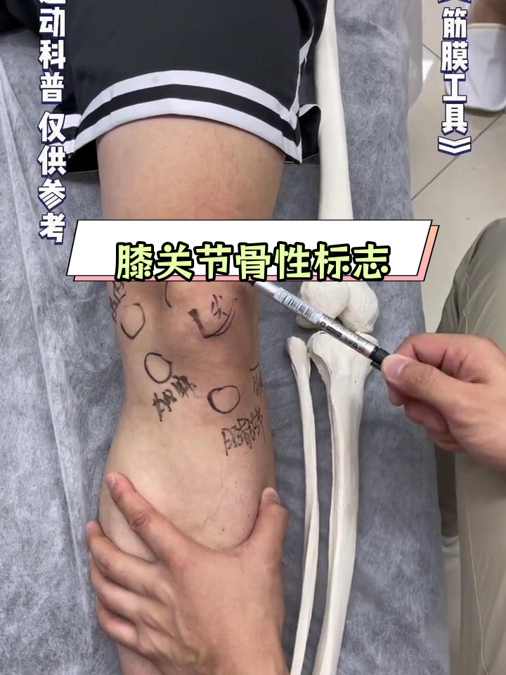 膝关节解剖结构与肌肉分布