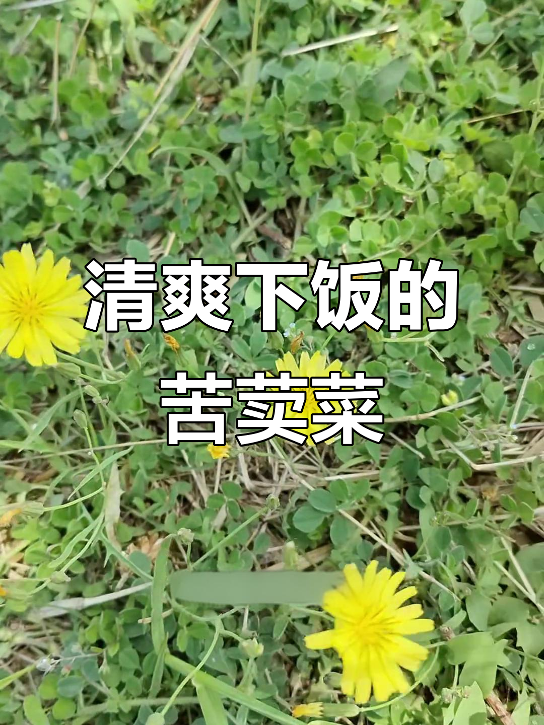 苦荬菜拌凉菜,清爽开胃,堪比左氧氟沙星