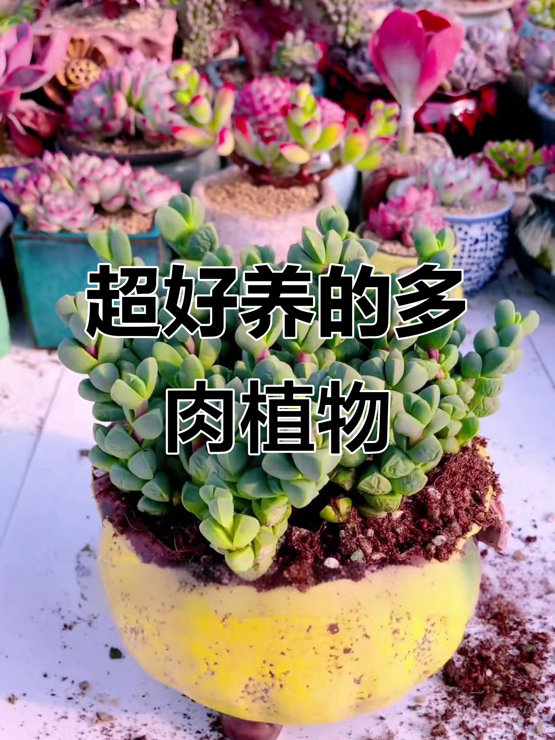 鹿角海棠:超耐养的垂吊多肉,新手必看养护技巧