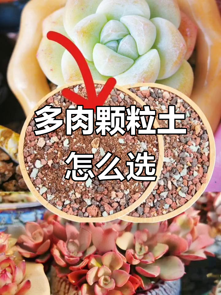 如何挑选多肉颗粒土?比例选择全攻略