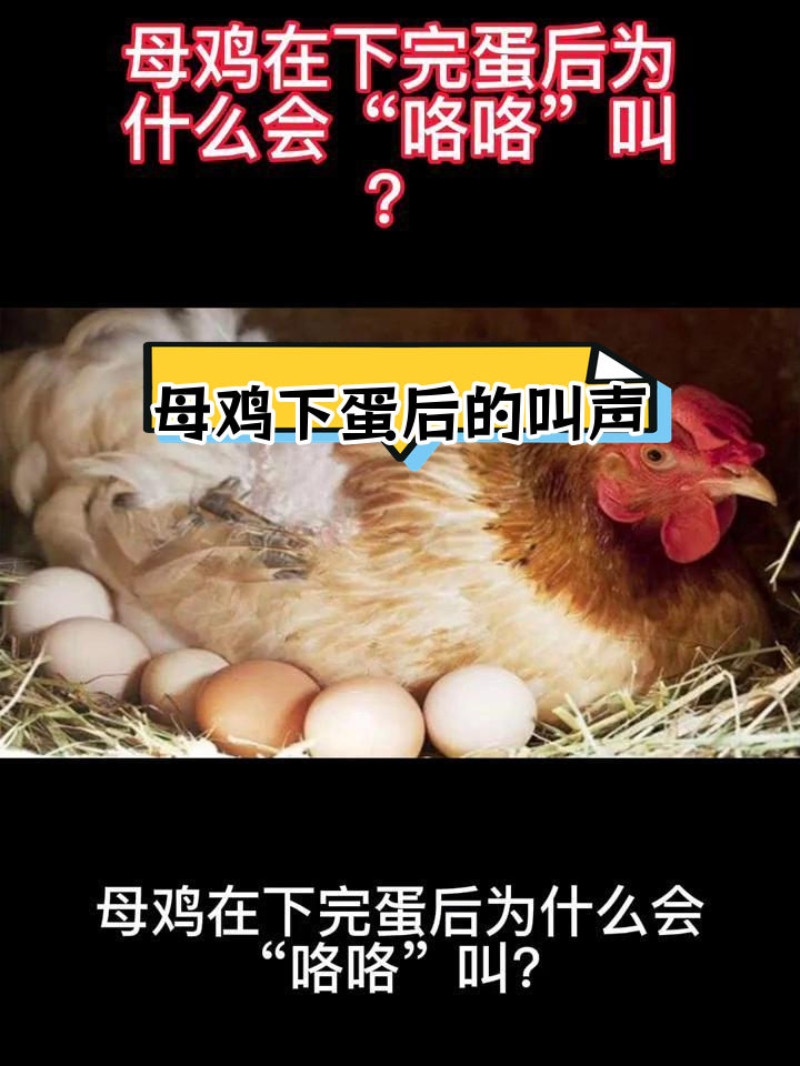 母鸡下蛋后为何会咯咯叫?