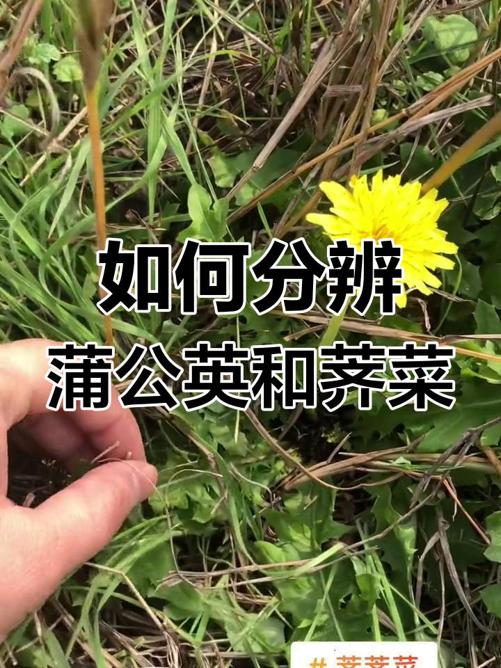 教你区分蒲公英与荠菜,轻松学会辨别
