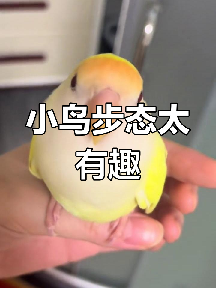 呆萌鹦鹉学走路,像小企鹅一样可爱