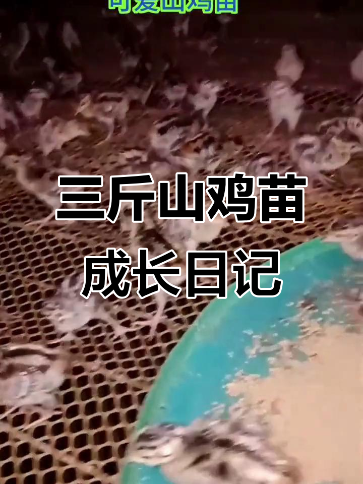 山鸡育雏成长记:从三斤苗到羽毛丰满,防疫与温度管理全程记录